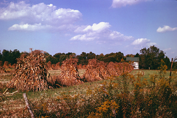 corn harvest