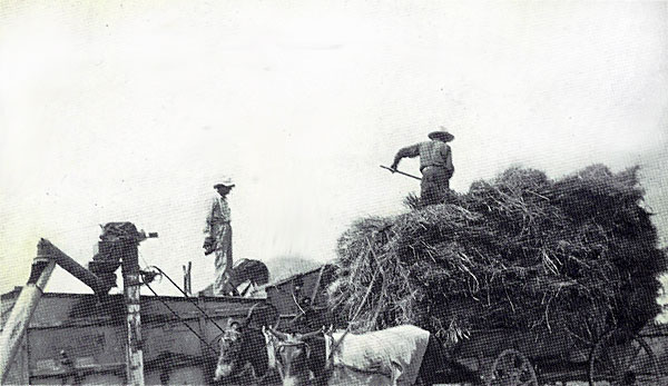 Hans Asmussen threshing wheat 1943