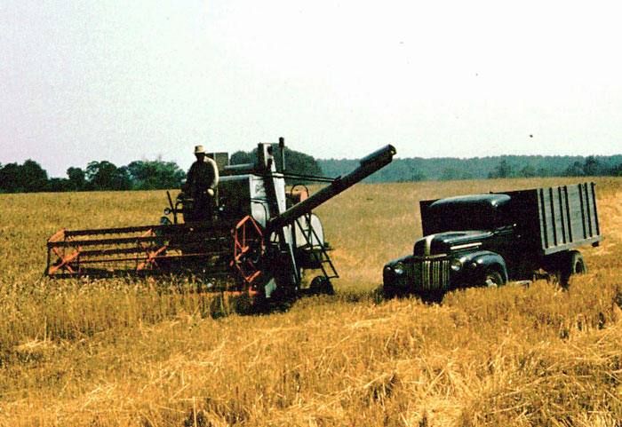 Combining wheat on Milan Farm